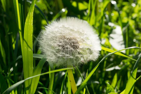 Mogen fluffiga vita dandelionin gräs. — Stockfoto