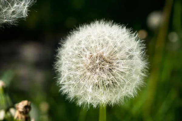 Mogen fluffiga vita dandelionin gräs. — Stockfoto
