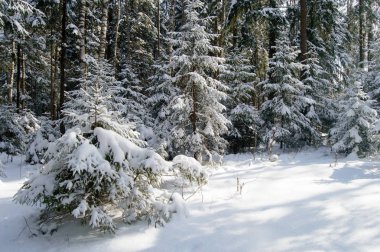 Güneş ışınlarının karla kaplı orman köknar ağacı.