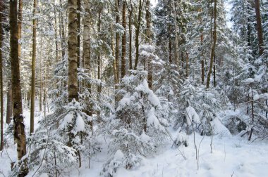 Güneş ışınlarının karla kaplı orman köknar ağacı.
