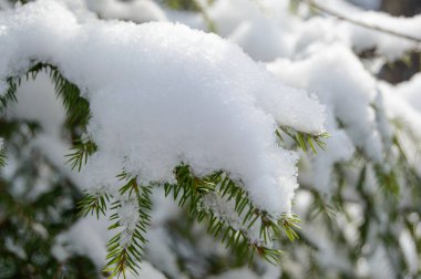 Güneş ışınlarının karla kaplı orman köknar ağacı.