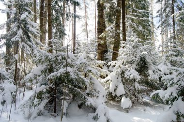 Güneş ışınlarının karla kaplı orman köknar ağacı.