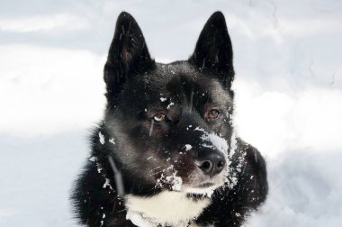 Köpek içinde belgili tanımlık kar. Laika kış kar pul.