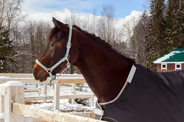Το άλογο στον στάβλο το χειμώνα. — Φωτογραφία Αρχείου