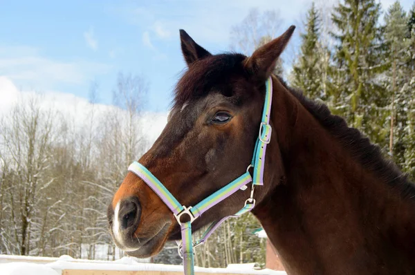 Το άλογο στον στάβλο το χειμώνα. — Φωτογραφία Αρχείου