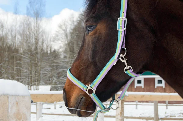 El caballo en el paddock en invierno . —  Fotos de Stock