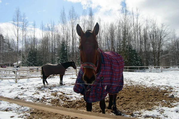 Hästen i Hagen på vintern. — Stockfoto