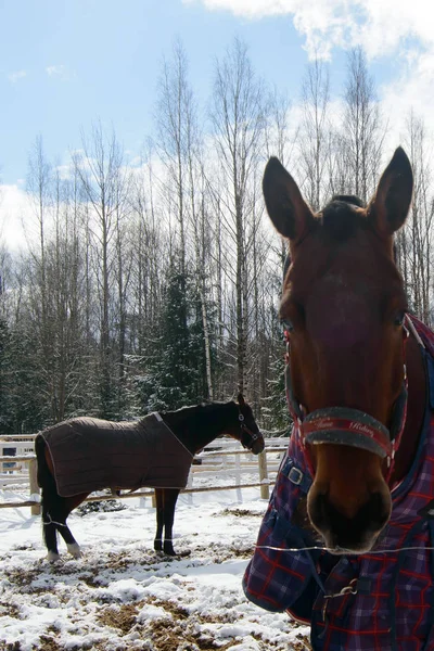 El caballo en el paddock en invierno . —  Fotos de Stock