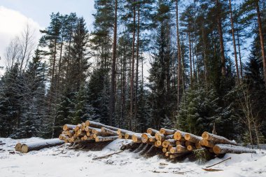 Karla kaplı kesilen ağaç gövdeleri.