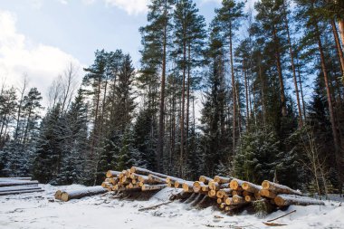 Karla kaplı kesilen ağaç gövdeleri.