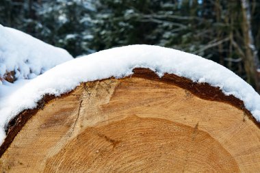 Karla kaplı kesilen ağaç gövdeleri.