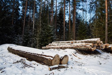 Karla kaplı kesilen ağaç gövdeleri.