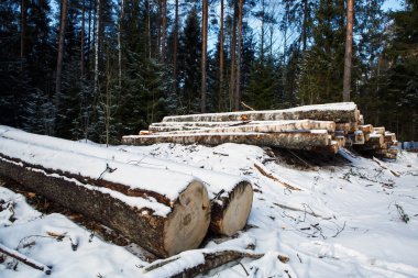 Karla kaplı kesilen ağaç gövdeleri.