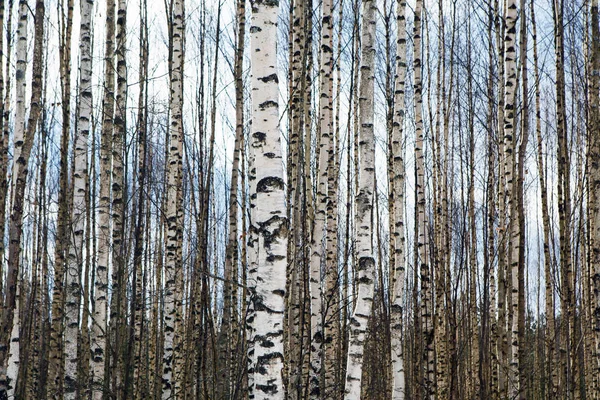 Betulle nude che stanno in file ordinate - molti tronchi bianchi. T — Foto Stock