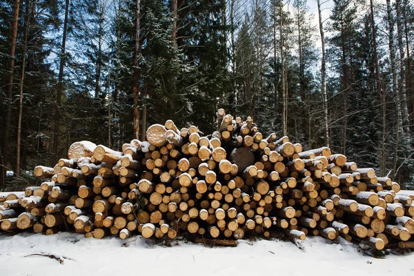 倒された木の幹は、雪で覆われています。. — ストック写真
