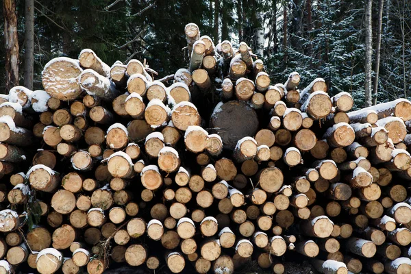 Nedfallna trädstammar täckt med snö. — Stockfoto