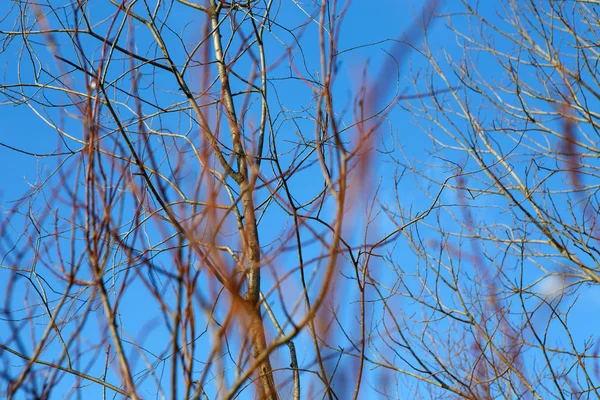 Voorjaar branch jonge wilg, en de helder blauwe, blauwe lucht. — Stockfoto