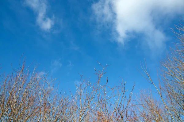 春のブランチ若い柳と澄んだ青い青い空. — ストック写真