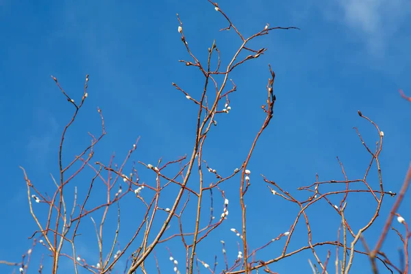 春のブランチ若い柳と澄んだ青い青い空. — ストック写真