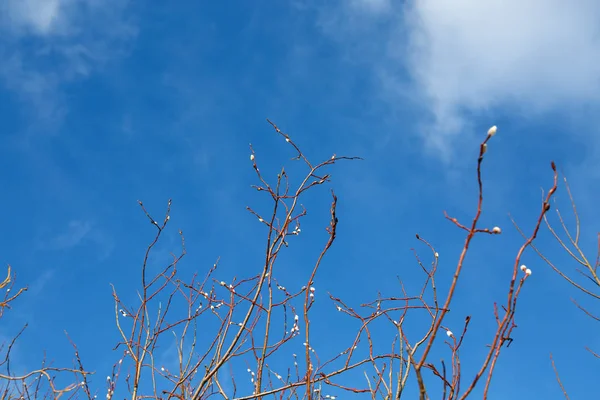 Primavera ramo jovem salgueiro, eo céu azul claro . — Fotografia de Stock