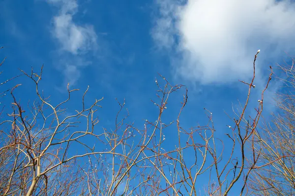 Primavera ramo jovem salgueiro, eo céu azul claro . — Fotografia de Stock