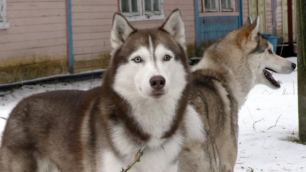 Trineo Husky vidas de la en el norte . —  Fotos de Stock