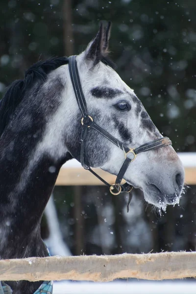 Retrato de un caballo de pura raza gris manchado bajo la nieve . —  Fotos de Stock