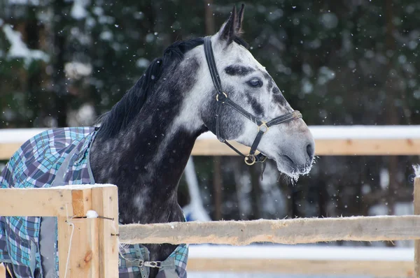 Portrait d'un cheval pur-sang gris tacheté sous la neige . — Photo