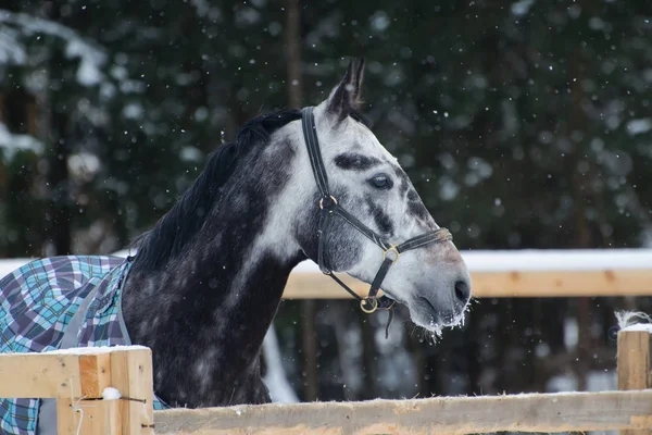 Portrait d'un cheval pur-sang gris tacheté sous la neige . — Photo