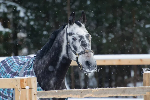 Πορτρέτο του ένα καθαρόαιμο άλογο γκρι στίγματα κάτω από το χιόνι. — Φωτογραφία Αρχείου