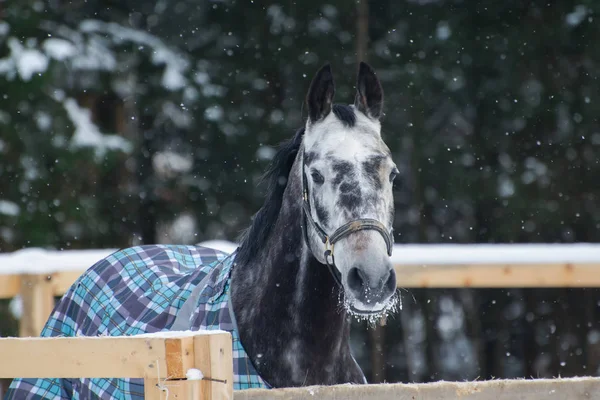 Portrait d'un cheval pur-sang gris tacheté sous la neige . — Photo