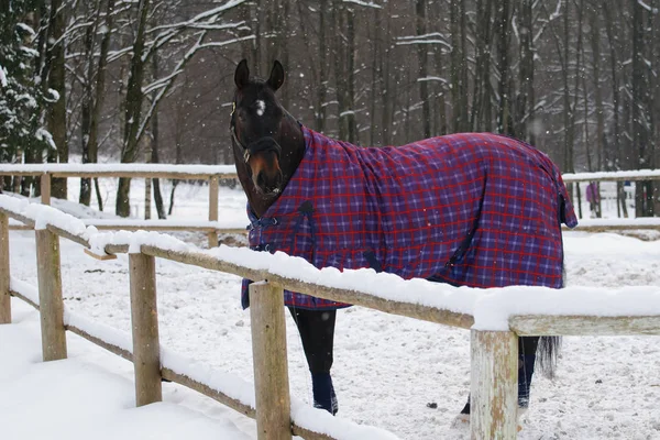 Caballo de pura raza en brida y manta está bajo la nieve . —  Fotos de Stock