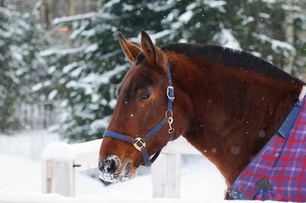 Caballo de pura raza en brida y manta está bajo la nieve . —  Fotos de Stock