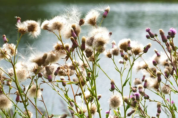 Lämnar av gräs. — Stockfoto