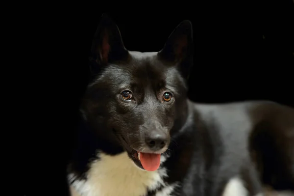 Dog Laika Russo-European black and white spots color. — Stock Photo, Image