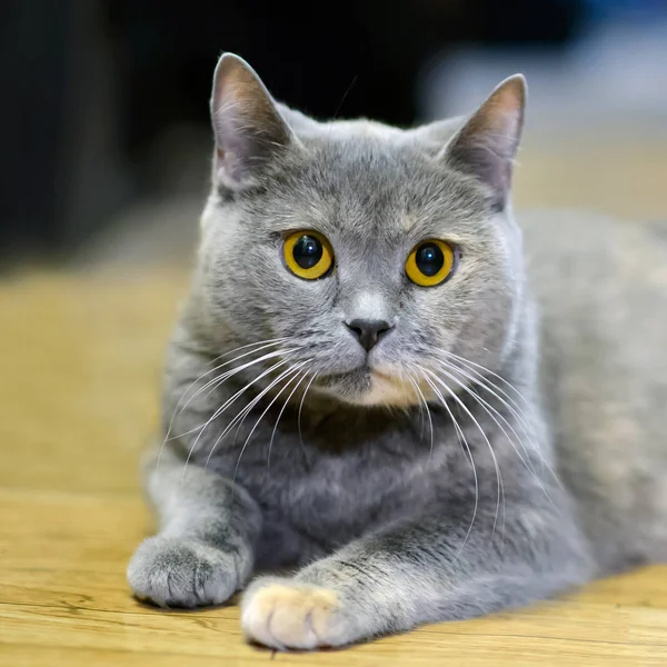 Hermoso gato con ojos amarillos. —  Fotos de Stock