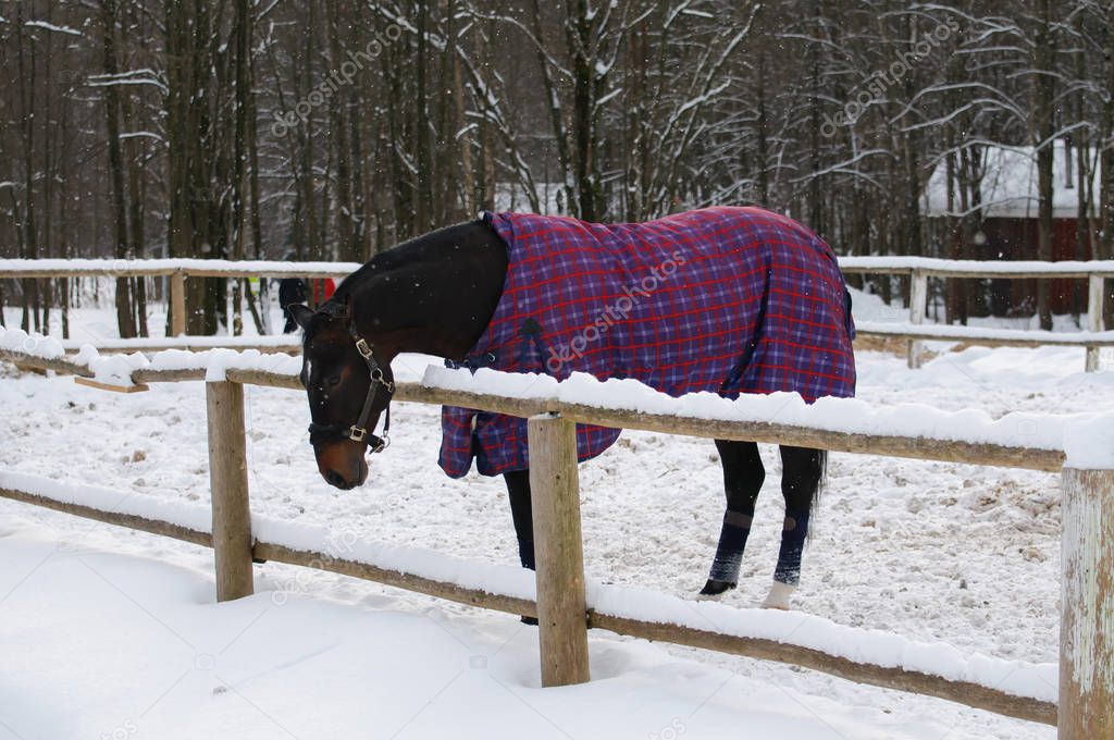 Thoroughbred horse in bridle and blanket is under the snow.