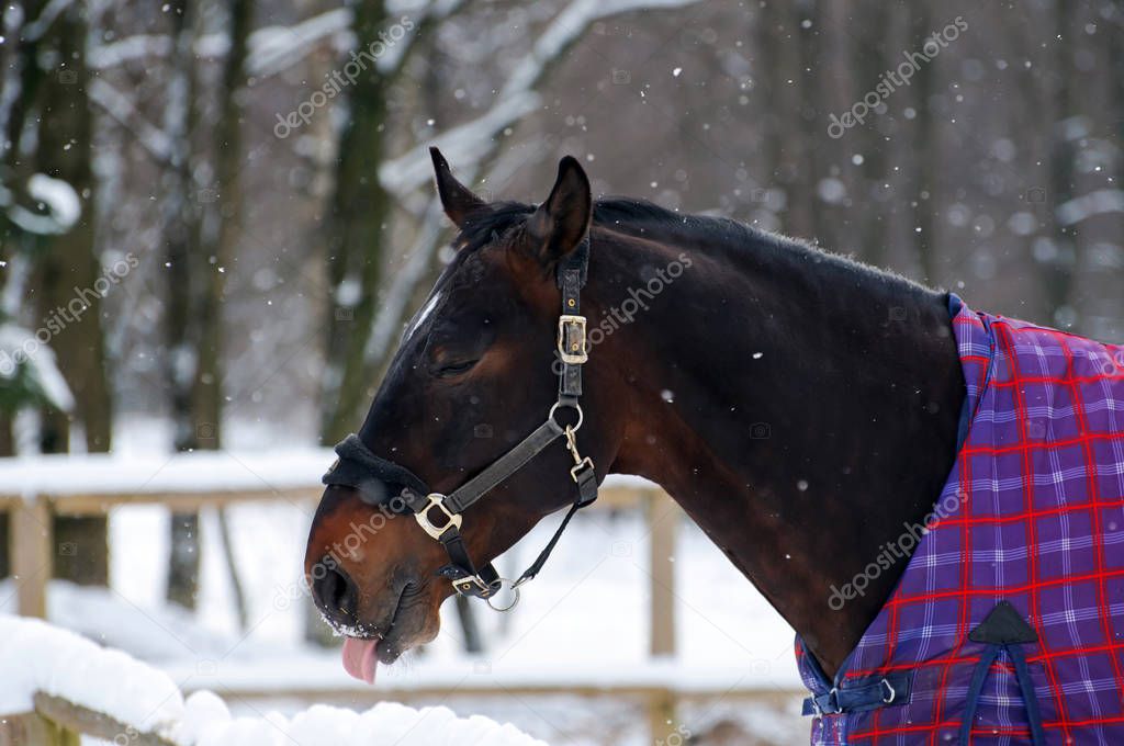 Thoroughbred horse in bridle and blanket is under the snow.