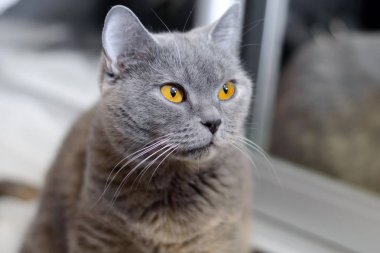 Sarı gözlü İngiliz kedi.