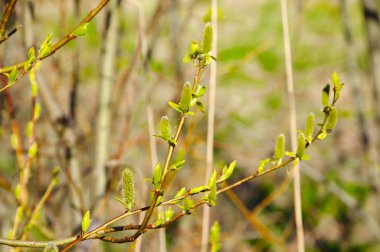 Bahar gökyüzü arka plan üzerinde doğanın uyanış.