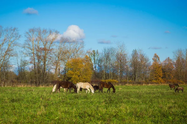 Wilde Herde freier Niemandspferde . — Stockfoto