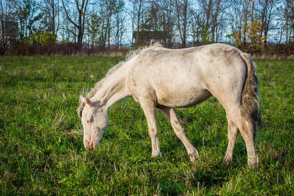 Caballo blanco salvaje sucio comiendo hierba . —  Fotos de Stock