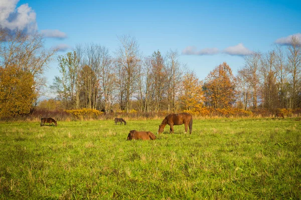 Sauvage troupeau de chevaux gratuit personne  . — Photo