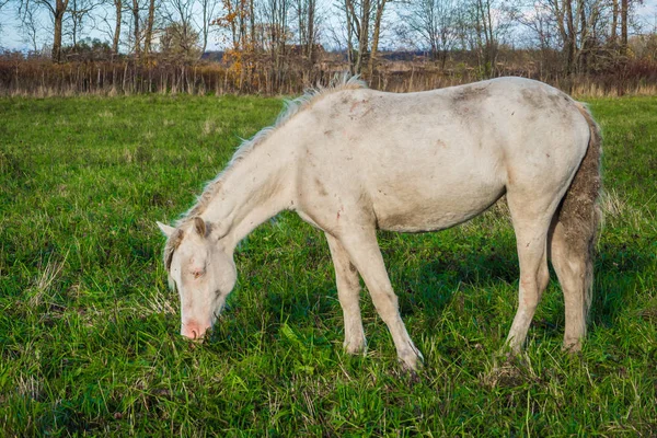 Smutsiga vilda vita hästen äter gräs. — Stockfoto