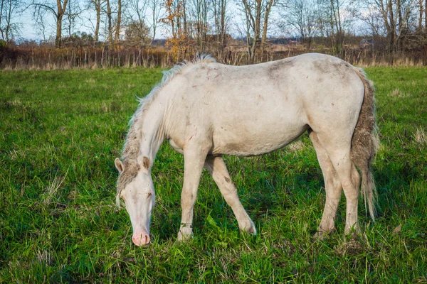 Smutsiga vilda vita hästen äter gräs. — Stockfoto