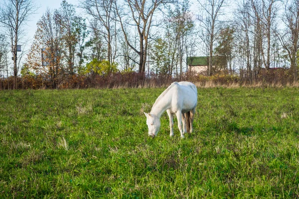Brudne dzikiego Biały Koń jedzący trawę. — Zdjęcie stockowe