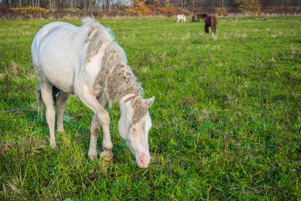 ダーティ野生白い馬が草を食べて. — ストック写真