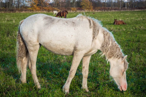 Smutsiga vilda vita hästen äter gräs. — Stockfoto