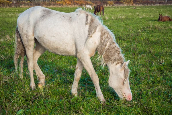 ダーティ野生白い馬が草を食べて. — ストック写真