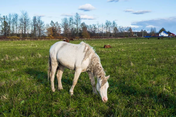 Caballo blanco salvaje sucio comiendo hierba . —  Fotos de Stock